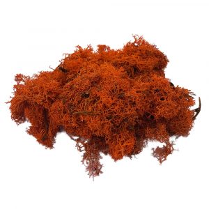 Lichene Rosso in Busta - 50 g