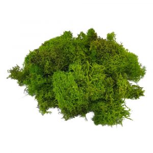 Lichene Verde in Busta - 100 g