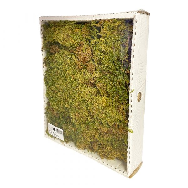 Muschio Naturale Italiano in Cassetta - 32 x 25 x H 6 cm - immagine 2