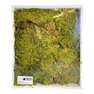 Muschio Naturale Italiano in Cassetta - 32 x 25 x H 6 cm