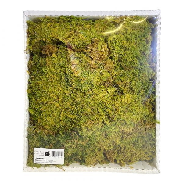 Muschio Naturale Italiano in Cassetta - 32 x 25 x H 6 cm