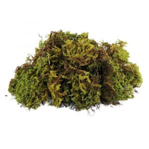 Sacchetto di Muschio Naturale - 100 gr